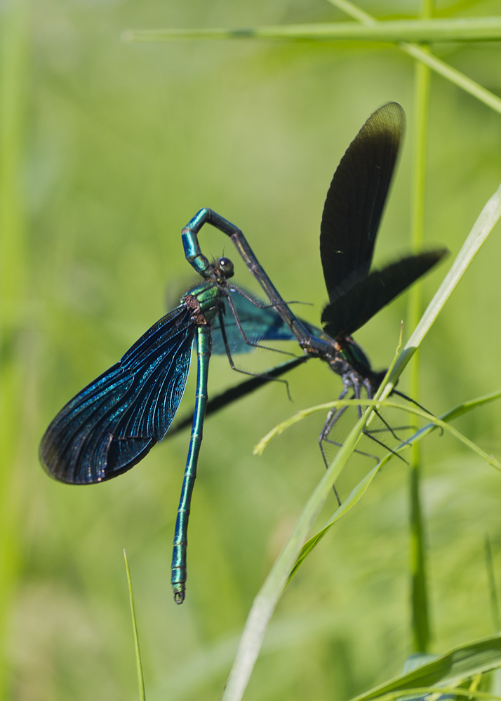 _IGP6190.jpg