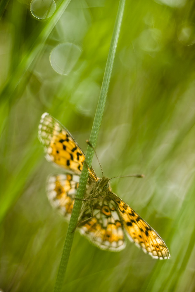 2011_Scheckenfalter_3_2.jpg