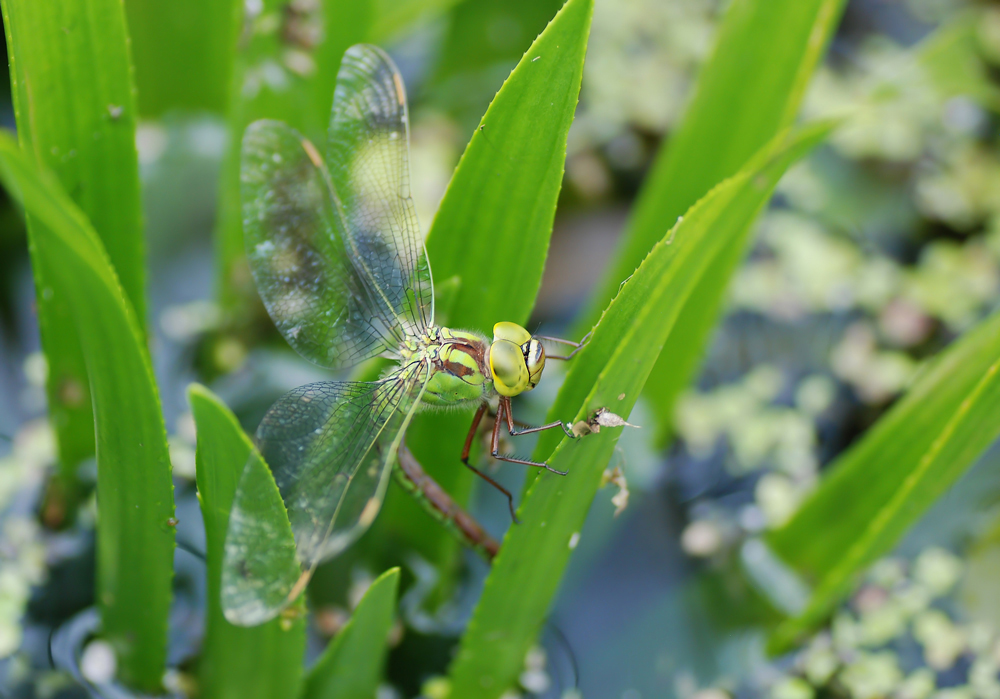 Eiablage-viridis_a.jpg