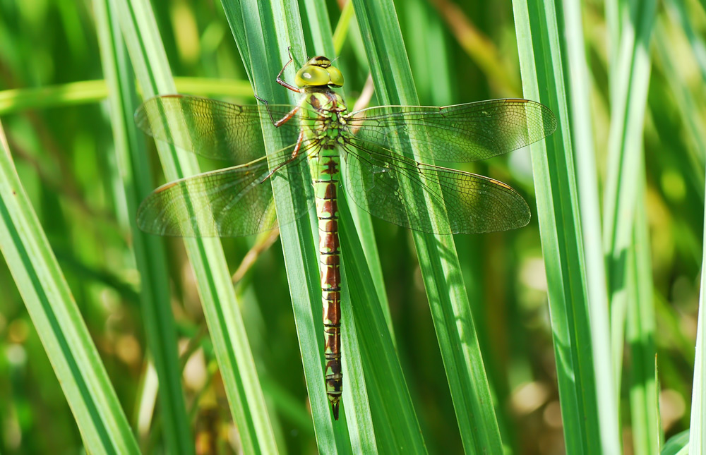 viridis2_a.jpg