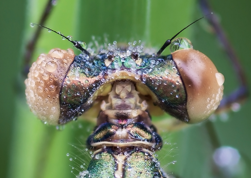 _MG_8769_1000px.jpg