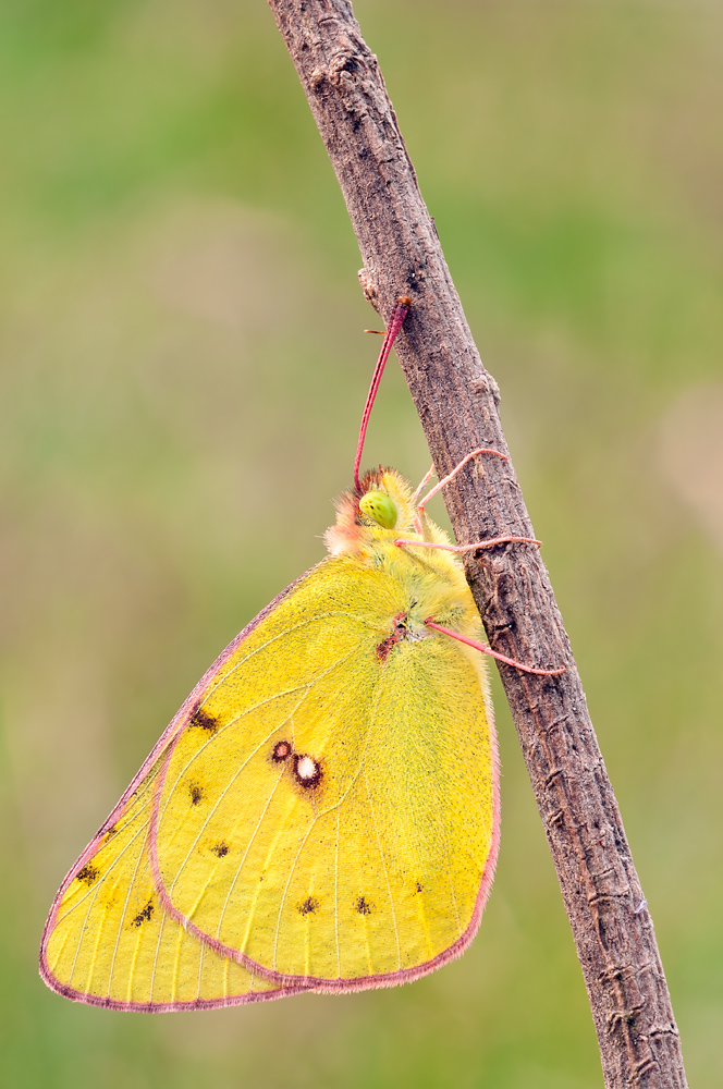 _DS39505_hfc(small).jpg