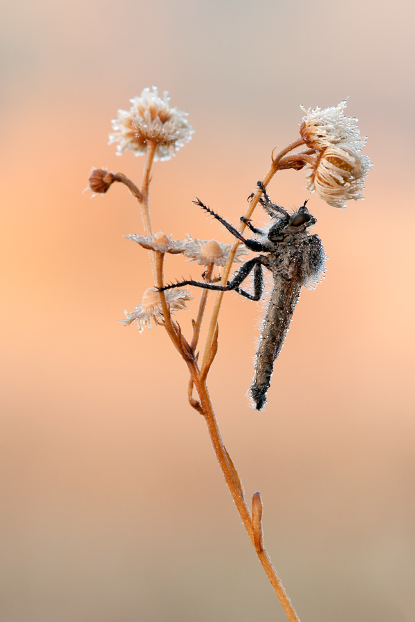 20110717-Raubfliege.jpg