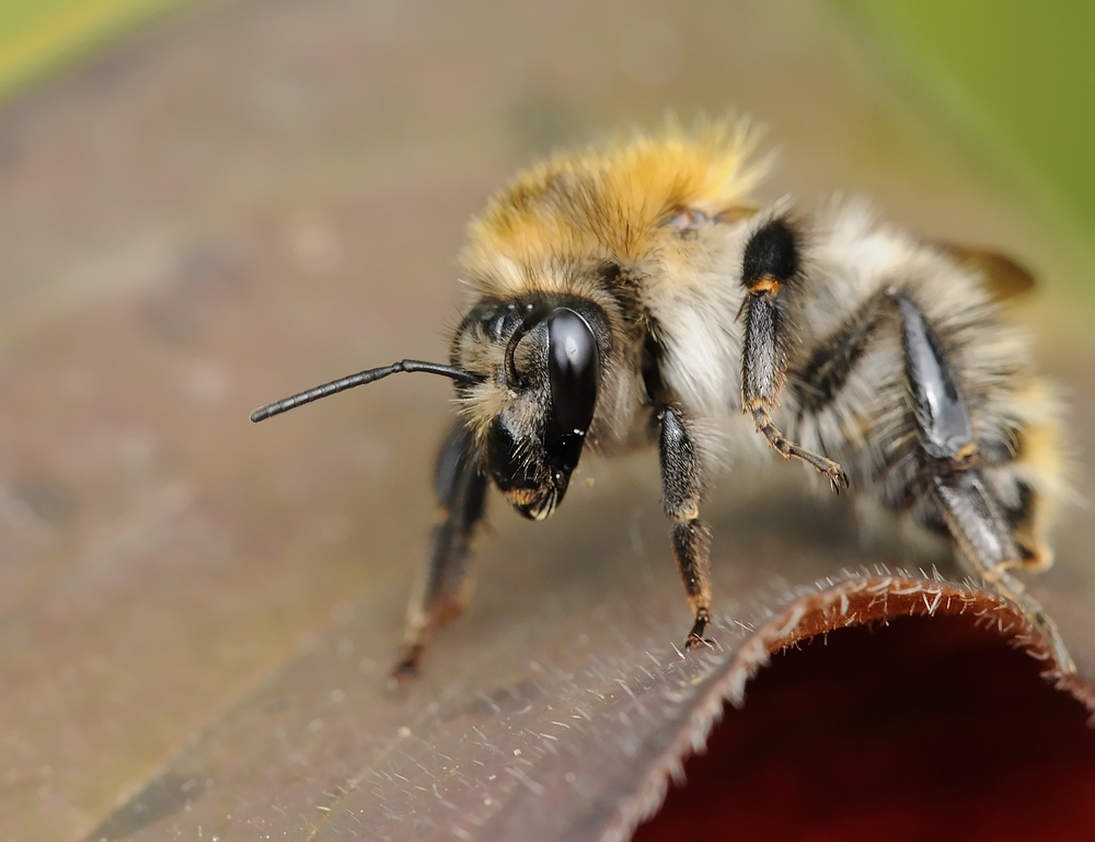 Hummel 10.jpg
