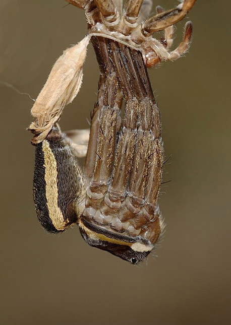 3 DoloHäutweb.jpg