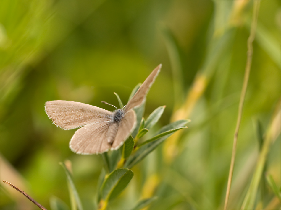 IMG_4739-M_alcon_weibchen.jpg
