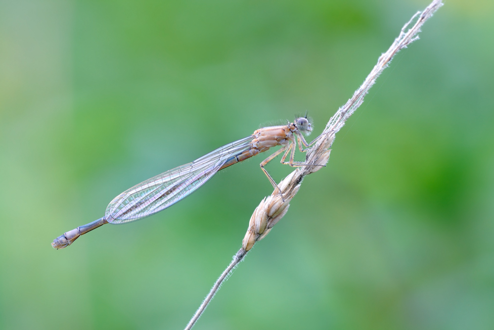DSC_7117Pechlibelle.jpg
