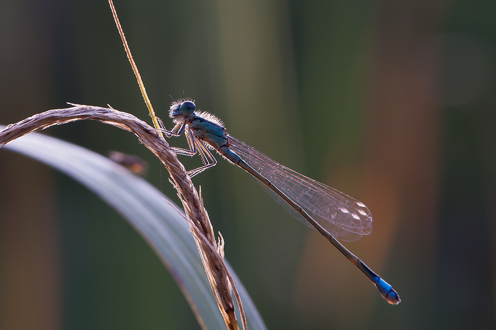 DSC_9315 mf.jpg
