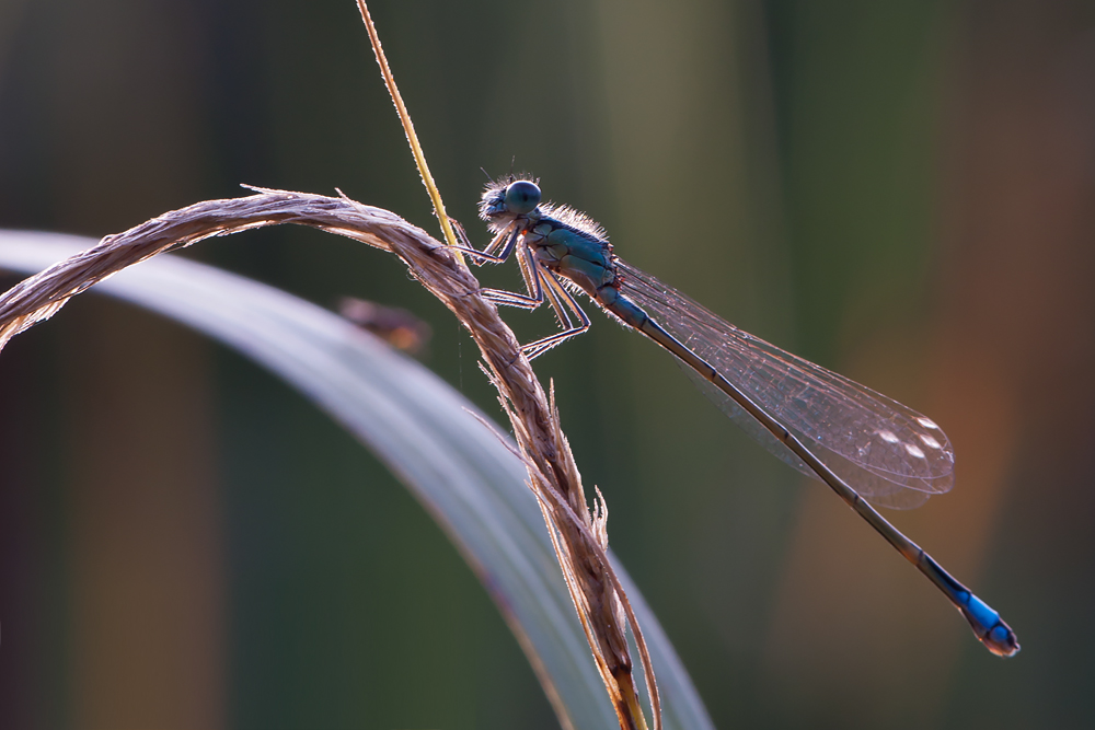 DSC_9315 mf2.jpg