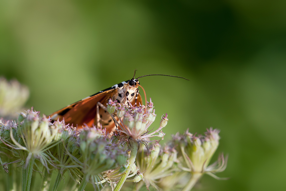compUnb.Schmetterling1.8.2011MerishausenDSC_2392 80%.jpg