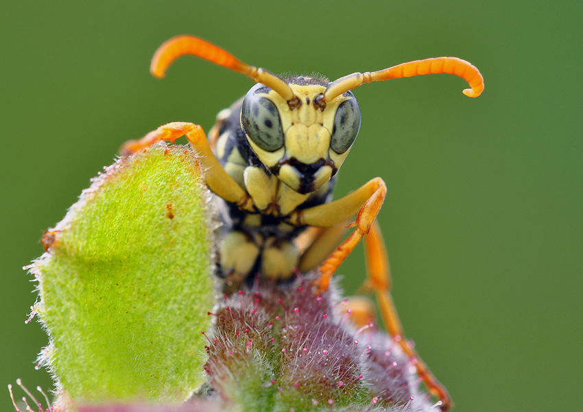 Wespe 2 web_2047.jpg