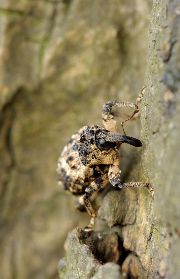 Rüssler_02082011web.jpg