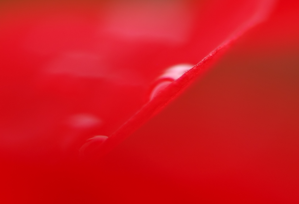 P8065279k2.jpg