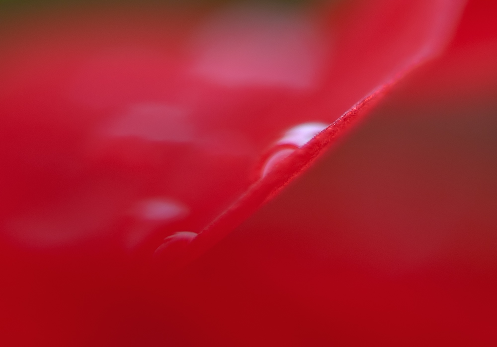 P8065279.jpg