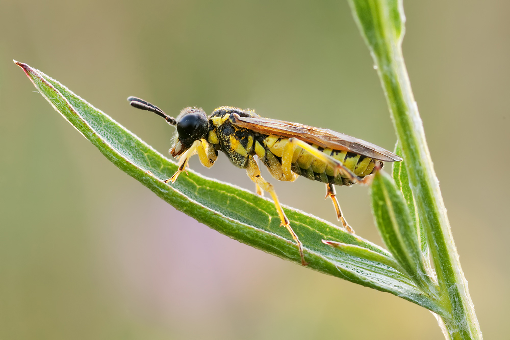 Wespe-1048_web.jpg