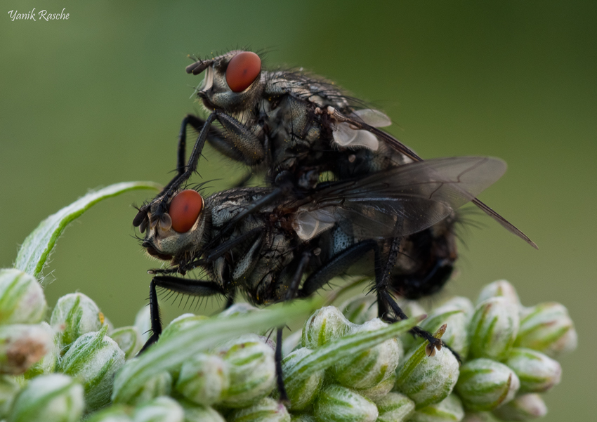 Fliegen-Sex-^^.jpg