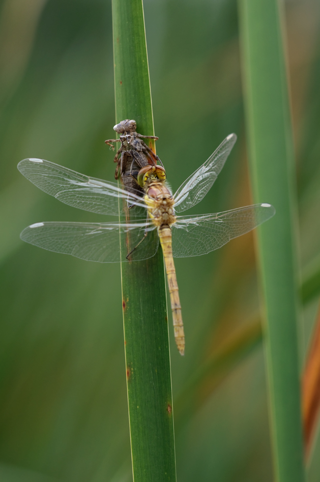 DSC_6126 f - 4 -.jpg