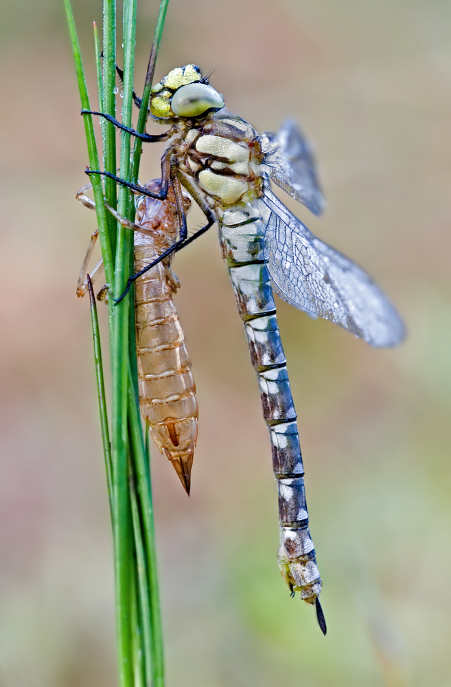 Blaugrüne Mosaikjungfer1_DSC0669.jpg