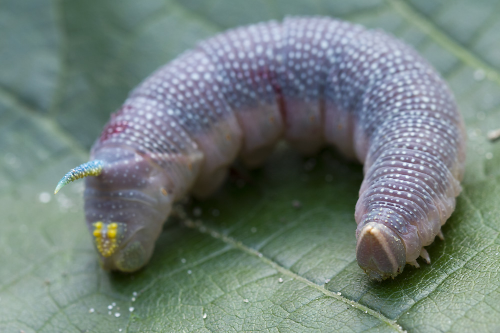 raupe 7b.jpg