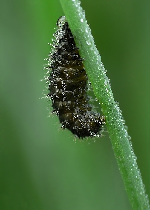landkärtchen-raupe.jpg