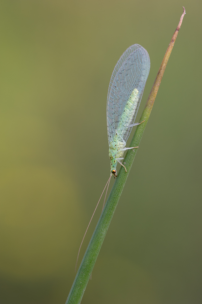 Gemeine Florfliege__110813.jpg