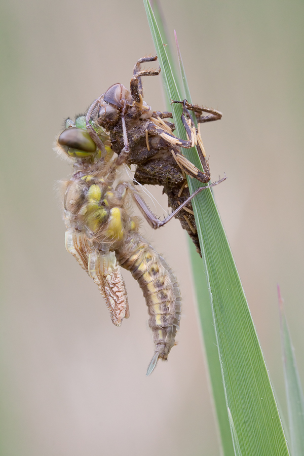 20110424-Vierfleck-IMG_4600.jpg