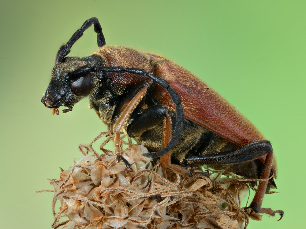 2011-08-23-21.13.33 ZS PMax.jpg