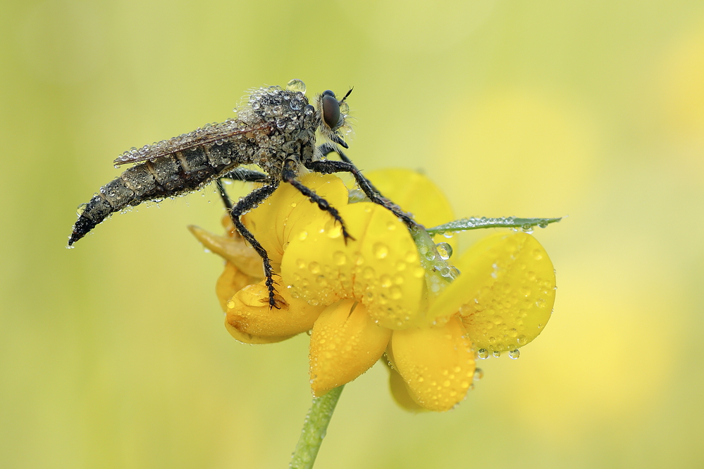26.07.2011-libellen paradies 230.JPG