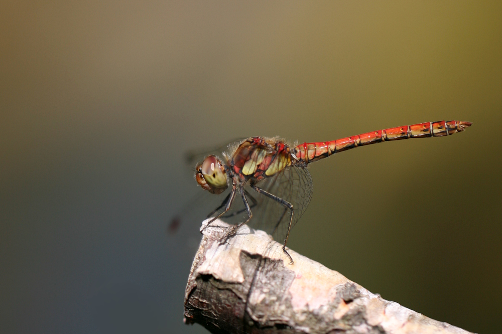 IMG_4006_2011-08-25_Sumpf-Heidelibelle_Sympetrum depressiusculum_Garten-Biotop_QF_gedreht_gestempelt.JPG
