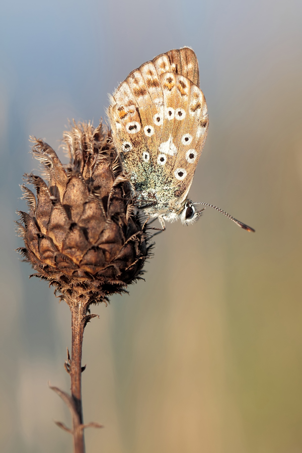 _MG_9956-1_Morgensonne-01.jpg