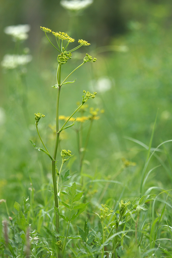 pdsc02393_156.jpg