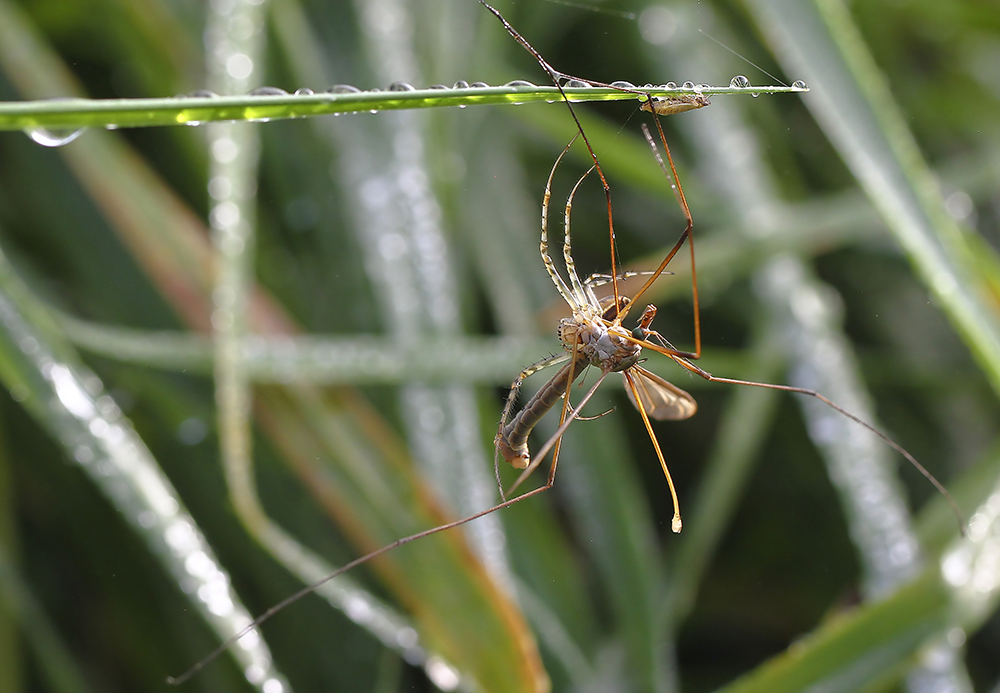 Spinne_Insekt.jpg