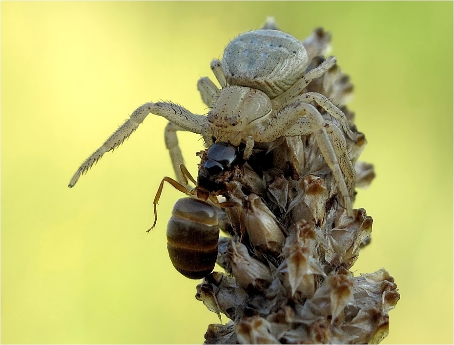 ameises tod 3_hf.jpg