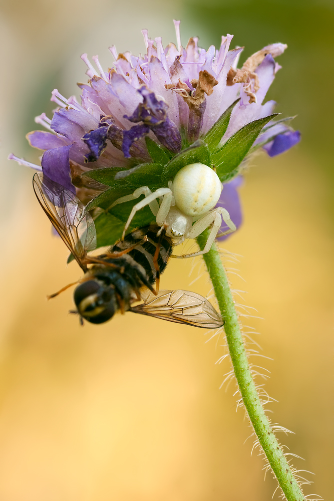 Krabbenspinne-0010_web.jpg