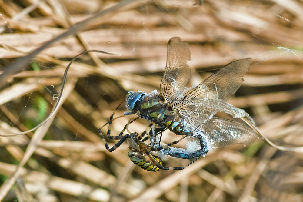 libelle-im-netz-IMG_2975.jpg