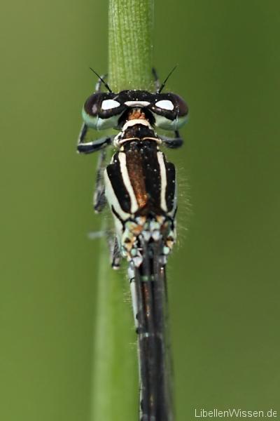 pronotum-c-mercuriale_img_6.jpg