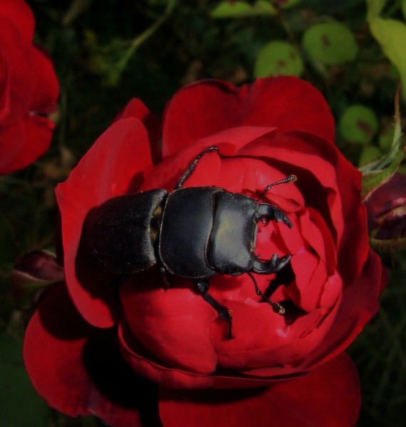 hirschkäfer 058.jpg