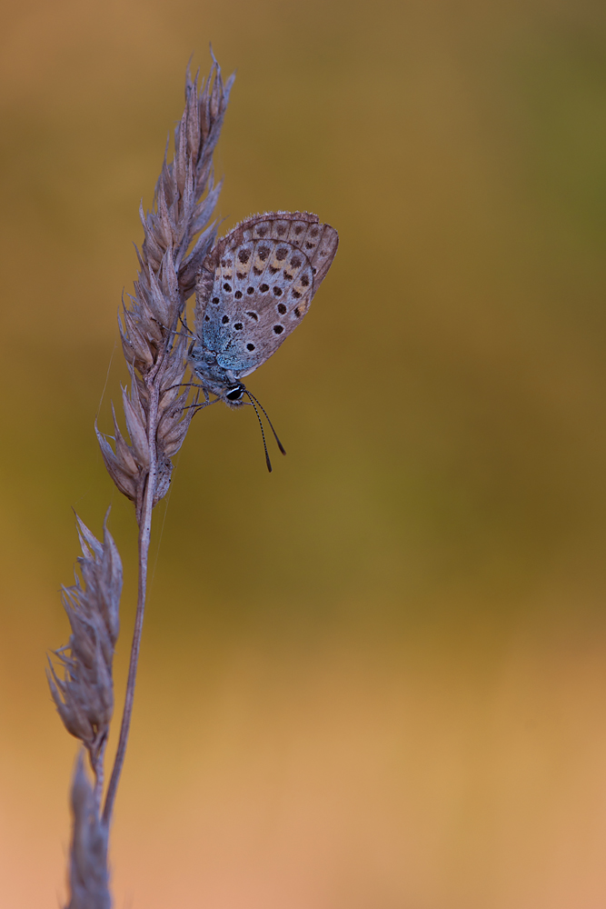 DSC_0072 mf.jpg