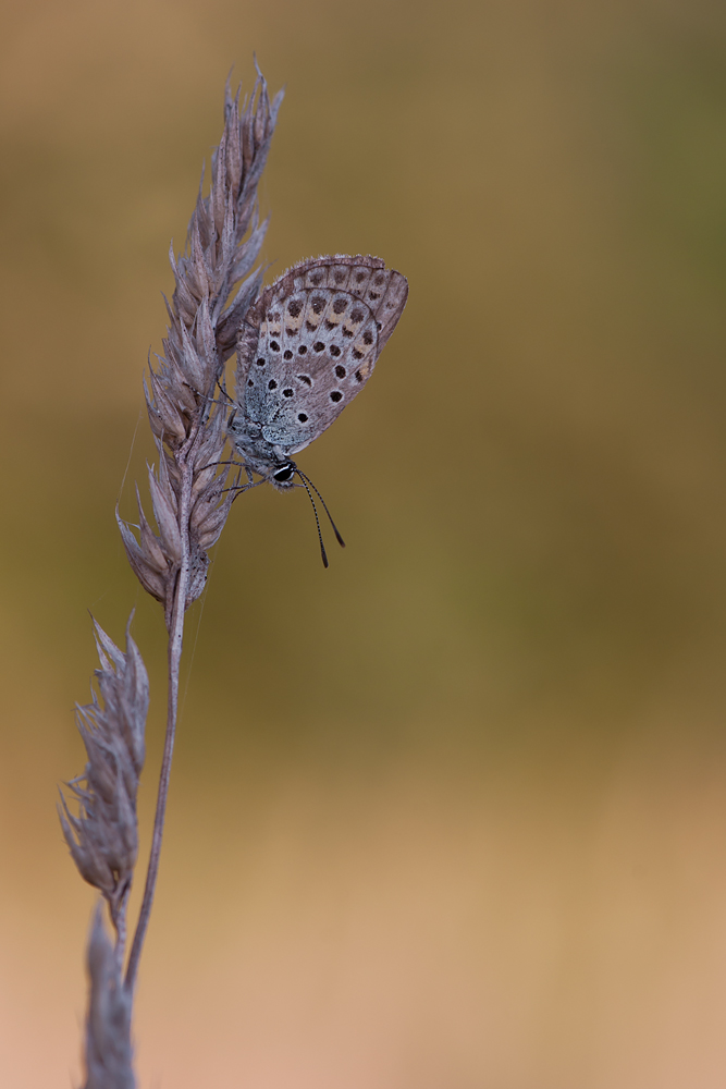 DSC_0072 mf2.jpg