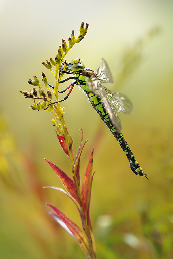 Mosaikjungfer_Aeshna_cyanea_2011_01.jpg