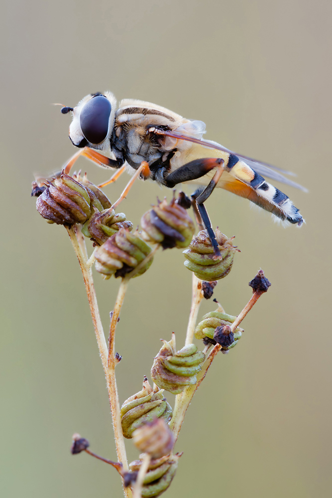 compSchwebfliege1.9.2011EgelseeDSC_4120 83%.jpg