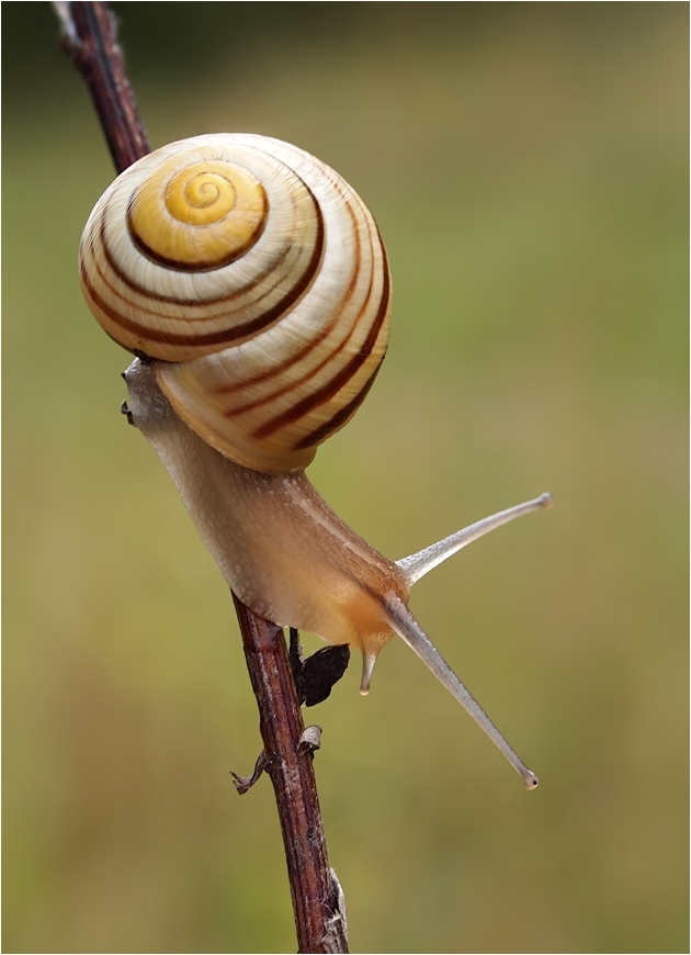 Schnecke Herbst 3.jpg