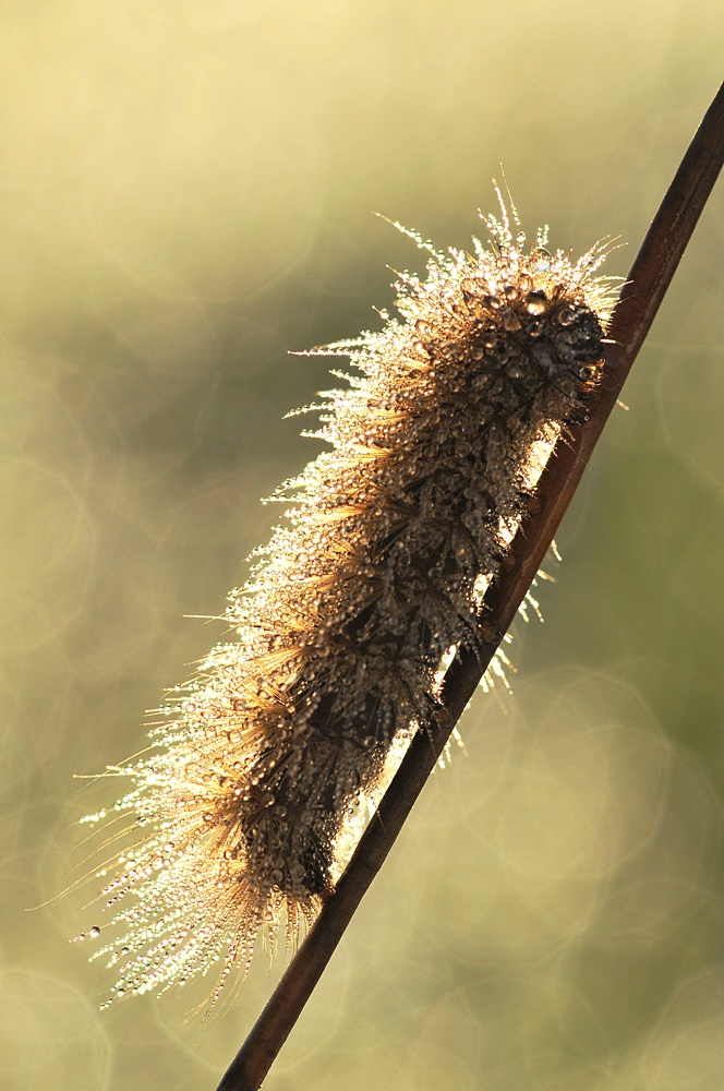 Raupe im Strasskleid 2.jpg