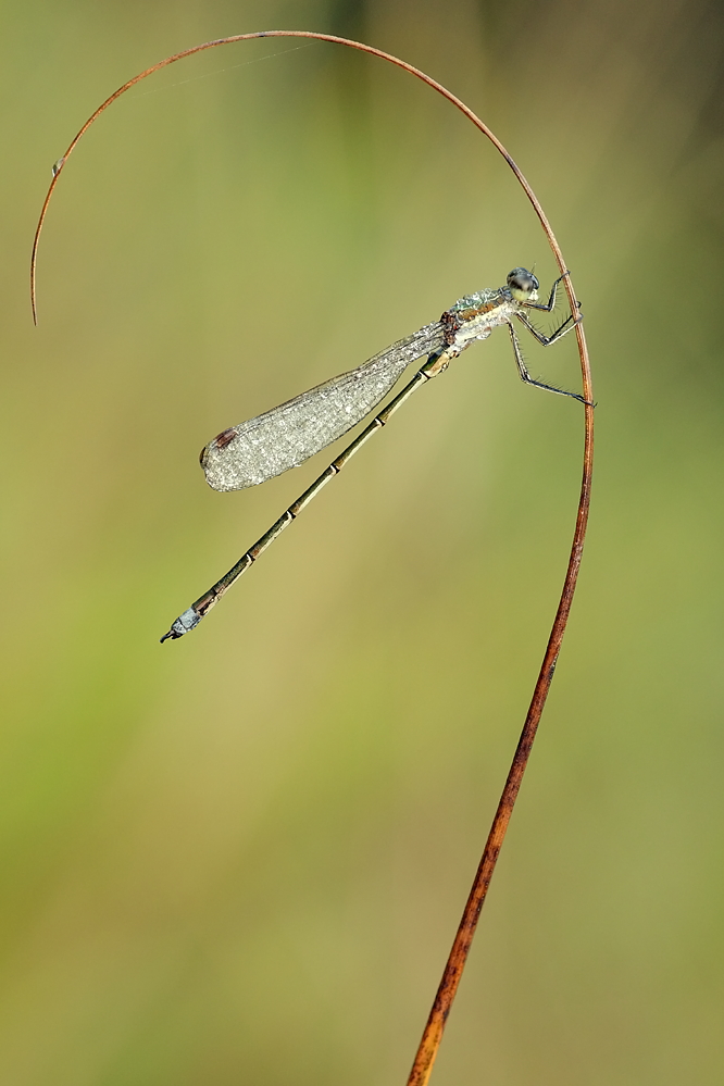 26.09.2011-moor 057.JPG