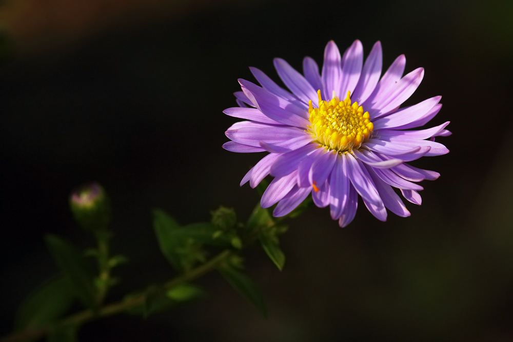 _MG_1666_1000px.jpg