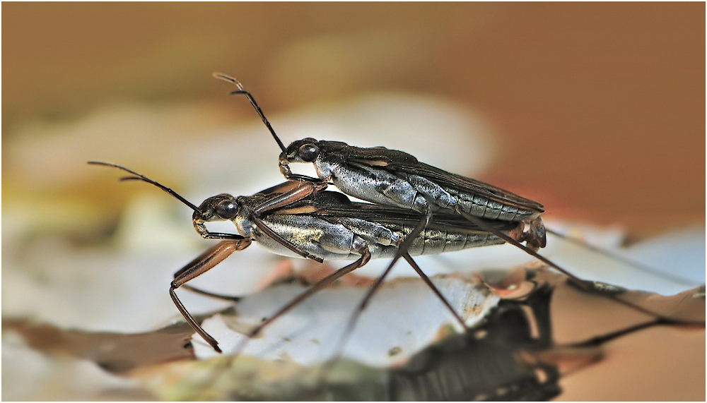 wasserlaeufer_gerridae.jpg