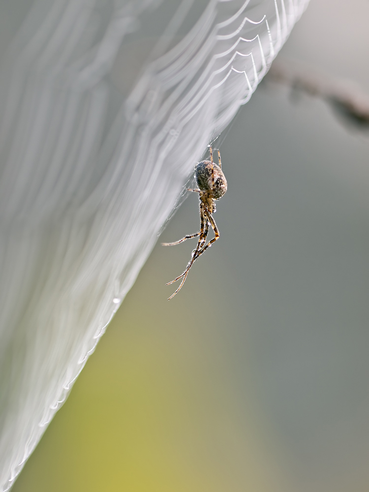 Spinne-a25943428.jpg