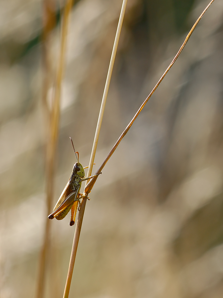 P7042611k1.jpg