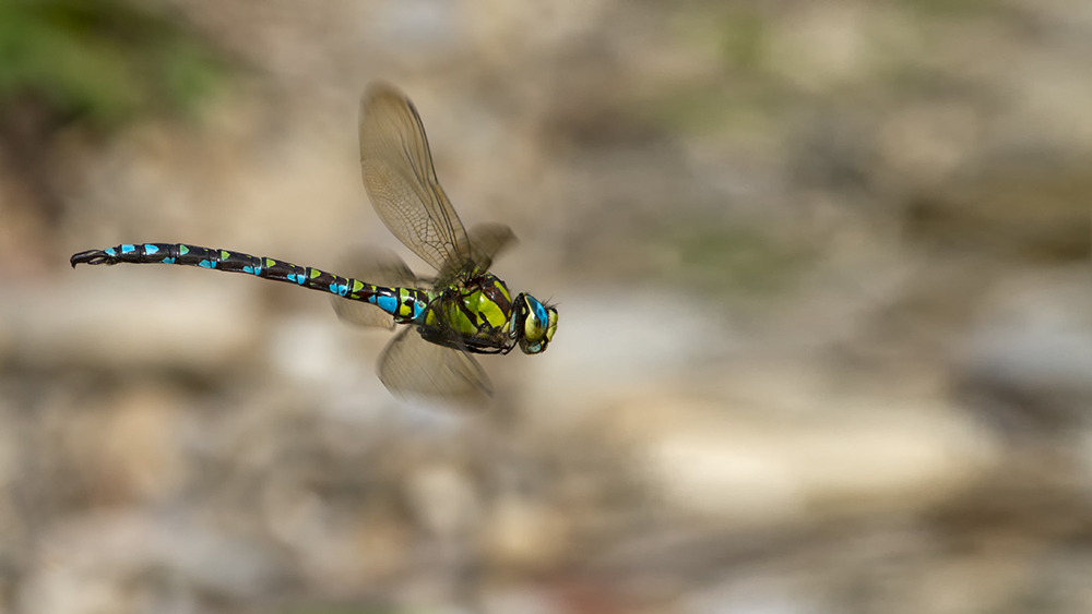_MG_2164_Aeshna cyanea 1000.jpg