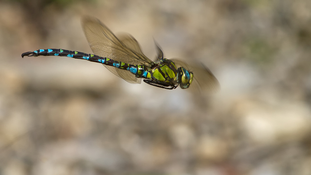 _MG_2163_Aeshna cyanea 1000.jpg